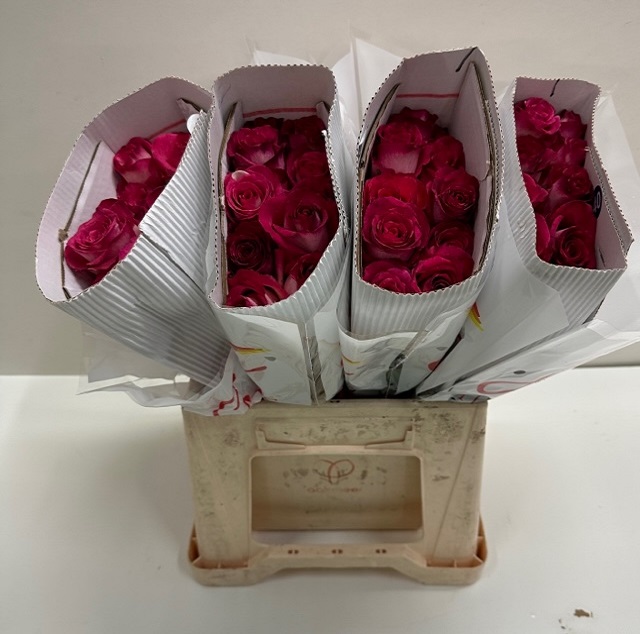 Rosa gr nicoletta SB.jpg